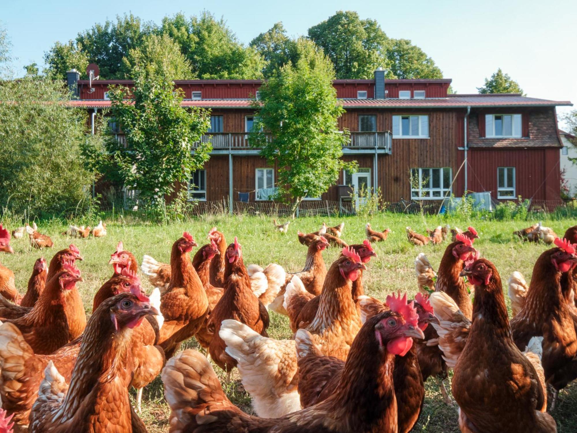 Biohof Medewege Feriegård Schwerin (Mecklenburg-Vorpommern)
